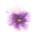 Violet pansies watercolor illustration. Spring flower isolated on white background.