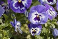 Violet pansy flower Viola Ãâ wittrockiana.