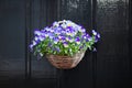 Violet pansy flowers in the pot