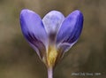 Violet pansy flowers, vivid spring colors against a blue background. Macro images of flower faces. Royalty Free Stock Photo