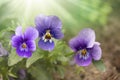 Violet pansy flowers, vivid spring colors against a lush green background. Macro images of flower faces. Pansies in the garden Royalty Free Stock Photo