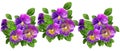 Violet Pansy Flowers isolated on white background Garden floral pattern decorative elements for beautiful design/ Watercolor Sign Royalty Free Stock Photo