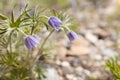 Violet pasque-flower - first flower in spring in sunlight closeup with blur. Flower springtime background. Royalty Free Stock Photo