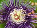 Violet Passiflora Passion Flower Closeup