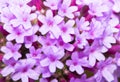 Violet Pentas Royalty Free Stock Photo