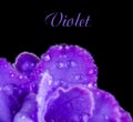 Violet petals with drops on a black background close up Royalty Free Stock Photo