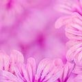 Violet petals floral frame on a blurred violet background.