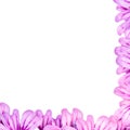 Violet petals floral frame, ready for a love card.