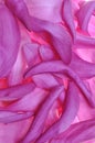 Violet petals of flower magnolia
