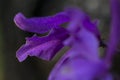 Violet petals of orchid macrophoto. Exotic plant in tropical garden.