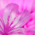 Violet petals in a peacefull and loving meditation scene.