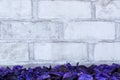 Violet petals, white brick wall background, copy space.