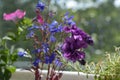 Violet petunia and blue lobelia in flower pot. Balcony greening.