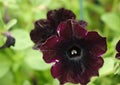 Violet petunia