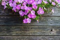 Violet Petunia flower