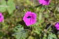 Violet petunia Royalty Free Stock Photo