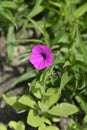 Violet petunia Royalty Free Stock Photo