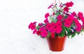 Violet Petunia flowers in hanging pots in the shop, banner