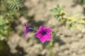 Violet petunia Royalty Free Stock Photo