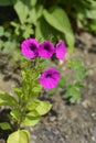 Violet petunia