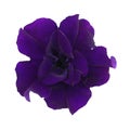 Violet petunia isolated on white background