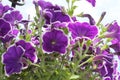 Violet Petunias Blast