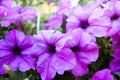 Violet petunias closeup. Summer flowers.