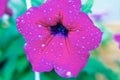 Violet Petunias with drops in close-up