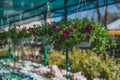 Violet petunias flowers hanging in a pots