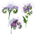 Violet phacelia foral botanical flowers. Watercolor background illustration set. Isolated phacelia illustration element. Royalty Free Stock Photo