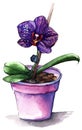 Violet phalaenopsis orchid flower in violet pot