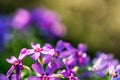 Violet Phlox flowers close with blurred background