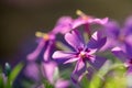 Violet Phlox flowers close with blurred background