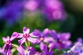 Violet Phlox flowers close with blurred background