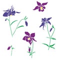 Violet and pink flower of aquilegia, columbine illustration in flat style