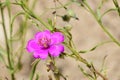 Violet and pink flower