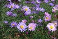 Violet and pink flowers of Michaelmas daisies