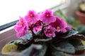 Violet with pink flowers and spots on leaves