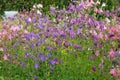 Violet and pink gentle forest bells of green plants. Campanula rotundifolia harebell macro in forest