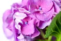 Violet pink hydrangea flowers Royalty Free Stock Photo