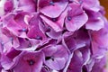 Violet pink hydrangea flowers Royalty Free Stock Photo