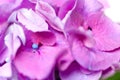 Violet pink hydrangea flowers Royalty Free Stock Photo