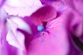 Violet pink hydrangea flowers Royalty Free Stock Photo