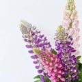 Violet and pink lupine flower bouguet on light neutral background