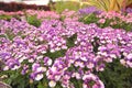 Violet and pink nemesia flowers Royalty Free Stock Photo