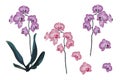 Violet and Pink Orchid Tropical Flowers branch in Watercolor Style.
