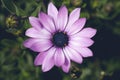 Violet Pink Osteospermum Flower Daisy. Royalty Free Stock Photo