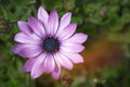 Violet Pink Osteospermum Flower Daisy. Royalty Free Stock Photo