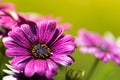 Violet pink osteosperumum daisy flower Royalty Free Stock Photo