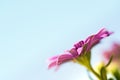 Violet pink osteosperumum daisy flower Royalty Free Stock Photo